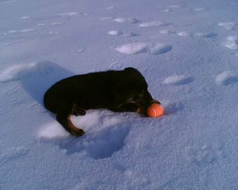 Rottweiler Primo R.I.P - Mig i sneen med en bold billede 7