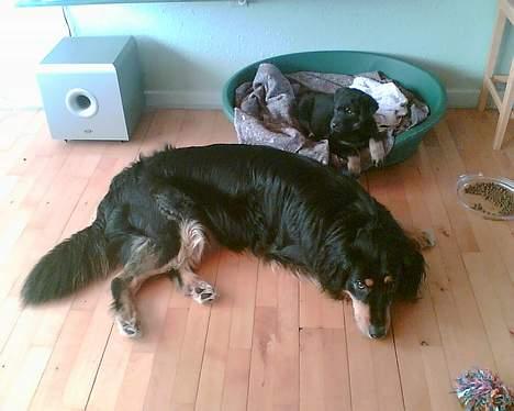 Rottweiler Primo R.I.P - Mig og "storebror" Basse igen. Han passer på mig. billede 8