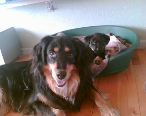 Blanding af racer Basse R.I.P - Det er så mig og min lille nye "lille bror" Primo billede 9