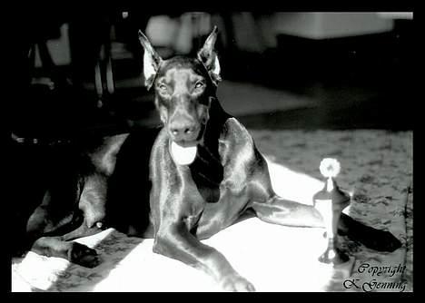 Dobermann (Fyrstinden) Chica R.I.P. - Chica efter en udstilling..... billede 11