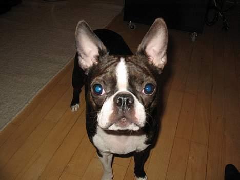 Boston terrier Aico - Nyeste billede af mig billede 1