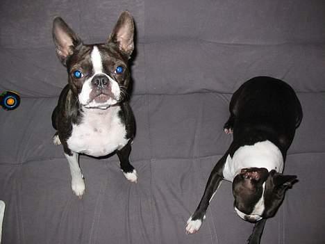 Boston terrier Aico - Jeg sætter mig gerne pænt, når der skal tages et billede billede 2