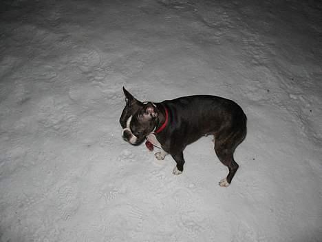 Boston terrier Aico - Aftentur i skoven billede 3