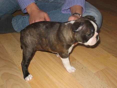 Boston terrier Aico - Her er jeg kun ca. 4 uger gammel billede 4