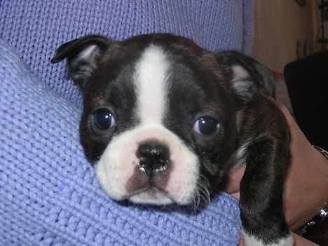 Boston terrier Aico - 4 uger gammel  billede 5