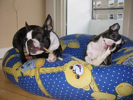 Boston terrier Aico - Hygge med kødben og Cleo i sækkestolen. Jeg ligger til højre billede 8