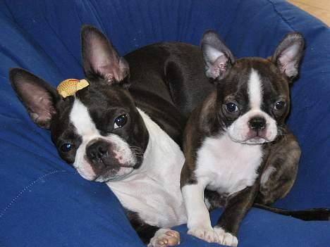 Boston terrier Aico - I sækkestol med Cleo. Det er mig til højre billede 9