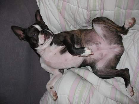 Boston terrier Aico - Den bedste måde at sove på billede 10