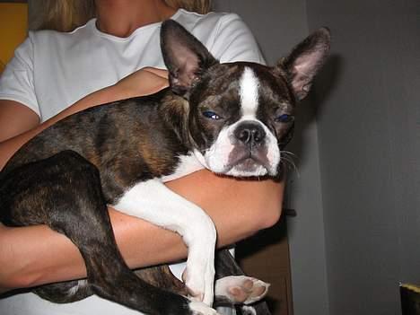 Boston terrier Aico - Jeg kan falde i søvn de mest mærkelige steder billede 12