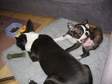 Boston terrier Aico - Første dag i selskab med min storesøster Cleo billede 13