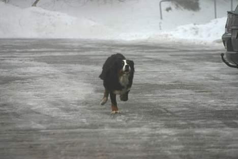 Berner sennenhund Gloria (Død april 2013) - jeg løber så stærkt jeg kan billede 18