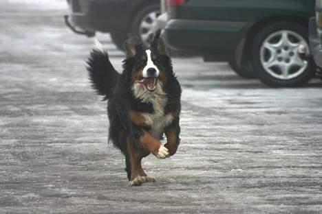 Berner sennenhund Gloria (Død april 2013) - her er jeg billede 19