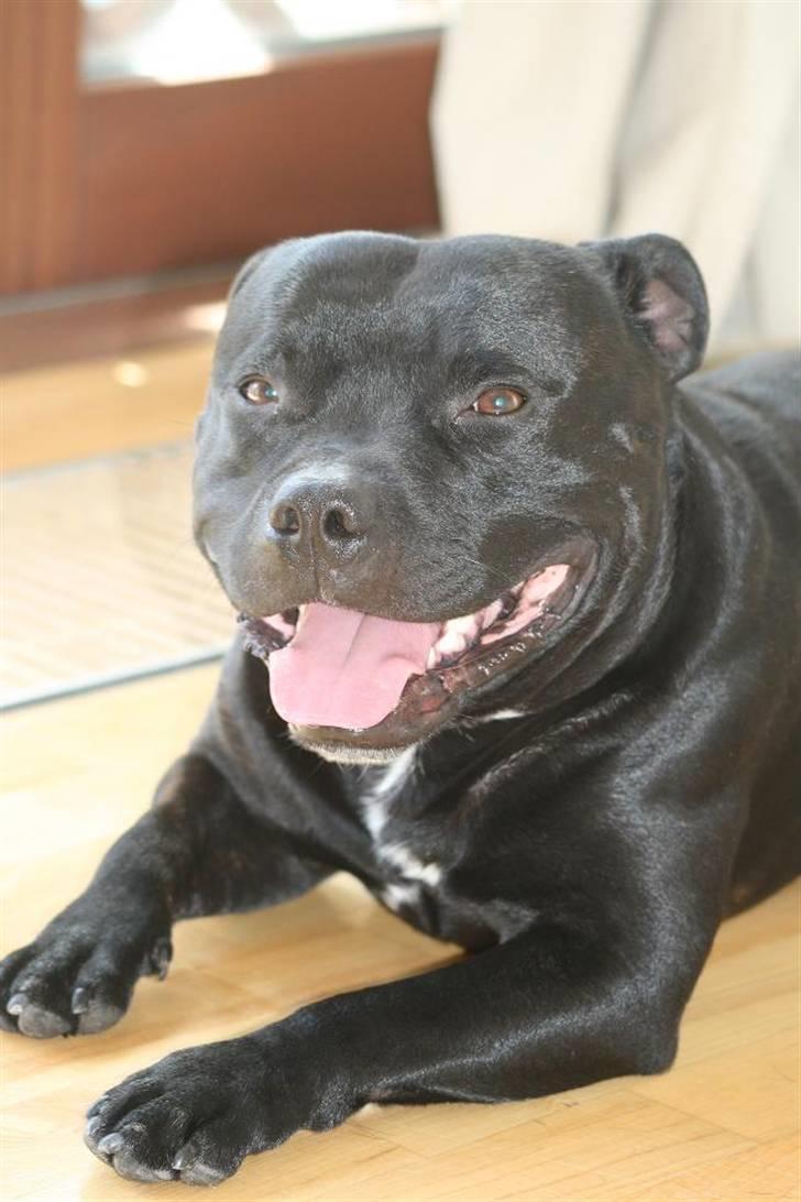 Staffordshire bull terrier Manse billede 17