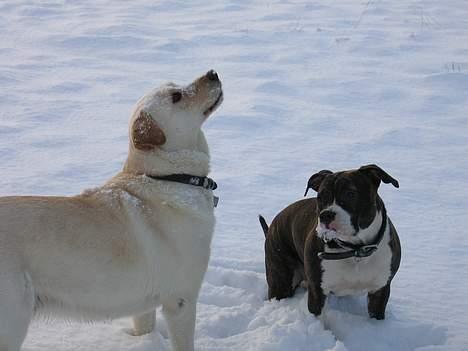 Amerikansk staffordshire terrier Caia billede 12