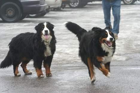 Berner sennenhund Tertzo´s Chicci 2006 - - Bare hun ikke løber mig ned!!!!!!!!! billede 6