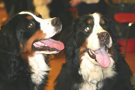 Berner sennenhund Tertzo´s Chicci 2006 - - Vi kan da godt vente billede 7