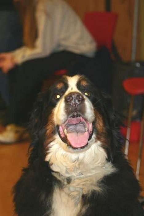 Berner sennenhund Tertzo´s Chicci 2006 - - og vente billede 8