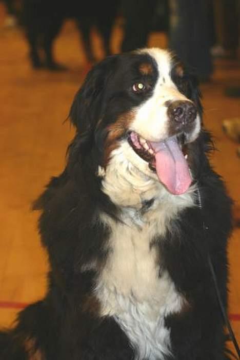 Berner sennenhund Tertzo´s Chicci 2006 - - så nu skal jeg vist i ringen billede 9