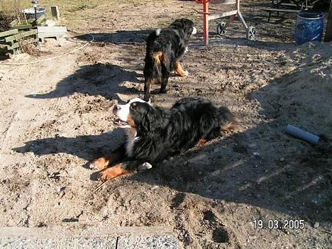 Berner sennenhund Tertzo´s Chicci 2006 - - når jeg ligger her har jeg styr på alle billede 10