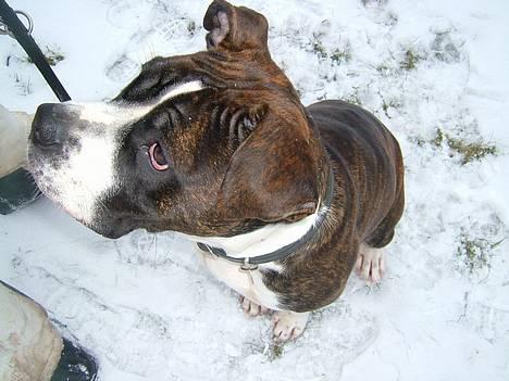 Amerikansk staffordshire terrier Malou billede 7