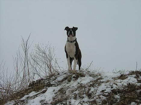 Amerikansk staffordshire terrier Malou - Queen of the mountain! billede 8