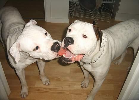 Amerikansk bulldog Terkel - Her er min lillebror Elvis, jeg elsker og lege med Elvis billede 18