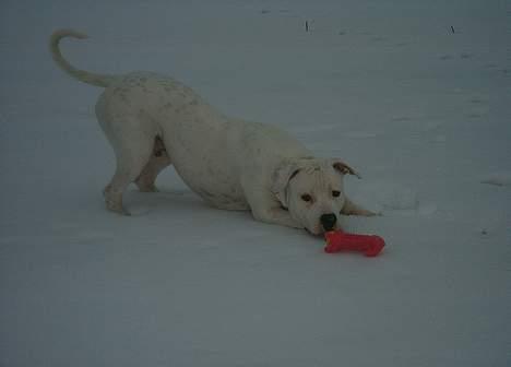 Amerikansk bulldog Terkel - Terkel er ude i sneen og lege med hans nye legetøj  billede 19