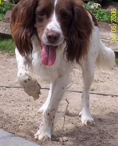 Field Trial spaniel Nickie billede 1