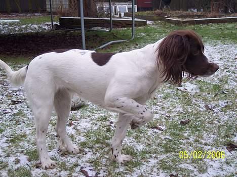Field Trial spaniel Nickie billede 2