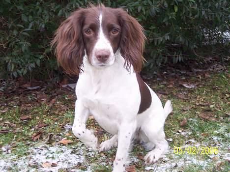 Field Trial spaniel Nickie billede 3