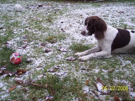 Field Trial spaniel Nickie billede 4