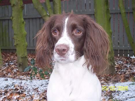 Field Trial spaniel Nickie billede 5