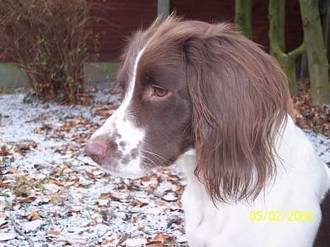Field Trial spaniel Nickie billede 6