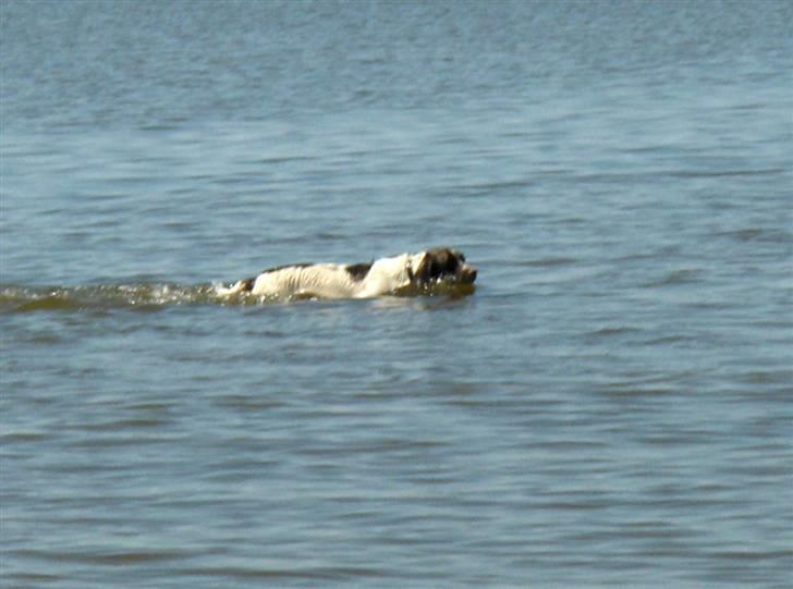 Field Trial spaniel Nickie billede 7