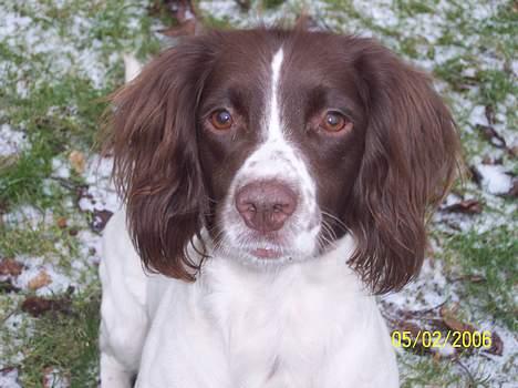 Field Trial spaniel Nickie billede 8