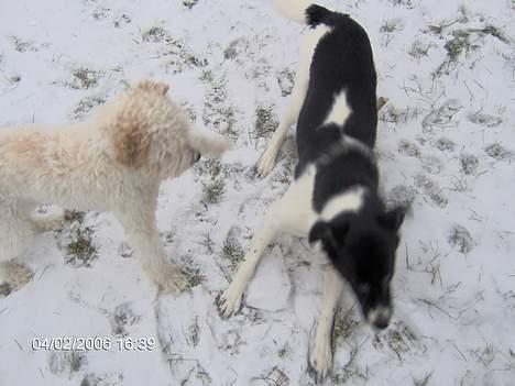 Blanding af racer Malou - Hjælp lad mig komme væk.. billede 9