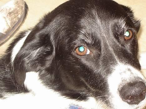 Blanding af racer Malou billede 10