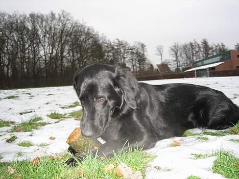 Blanding af racer Gustav - Ligger lige og hygger  ...... billede 6