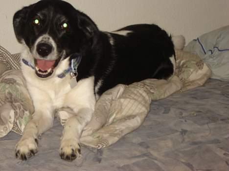 Blanding af racer Malou billede 11