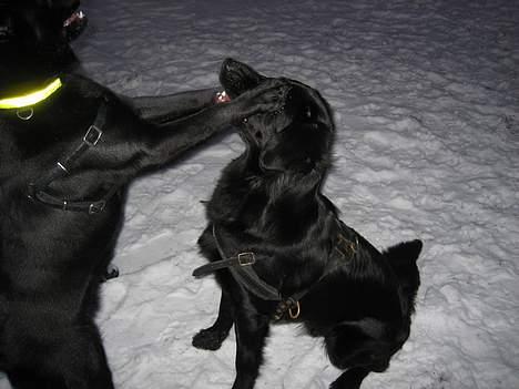 Blanding af racer Gustav - Leger lige gemmeleg med min ven Oscar billede 7