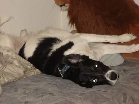 Blanding af racer Malou billede 12