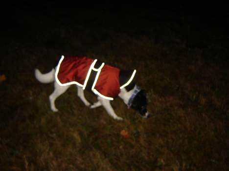 Blanding af racer Malou billede 13