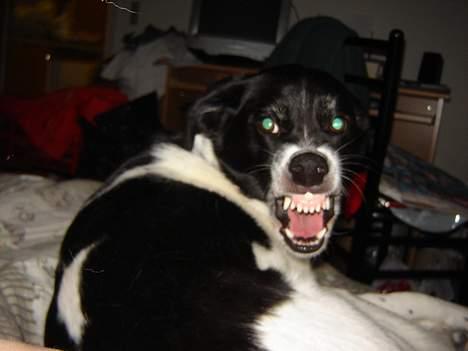 Blanding af racer Malou - Se mine fine bisser..  Grrrrrrrrrrrrrrr billede 14