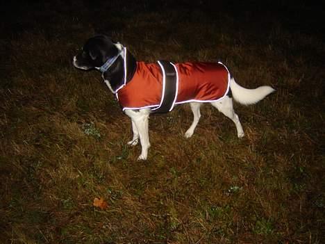 Blanding af racer Malou billede 15