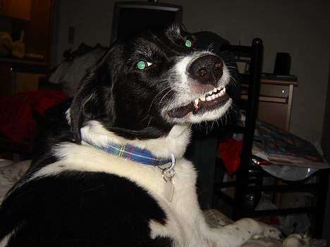 Blanding af racer Malou billede 16