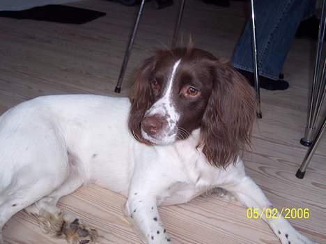 Field Trial spaniel Nickie - Mon der er en kat :P ? billede 9