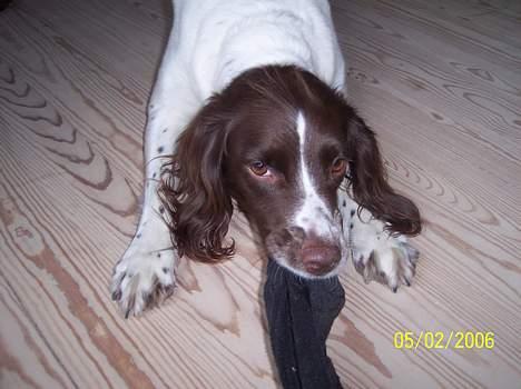 Field Trial spaniel Nickie - Miiiiiiiiiiiiiiin fars strømpe !! billede 10