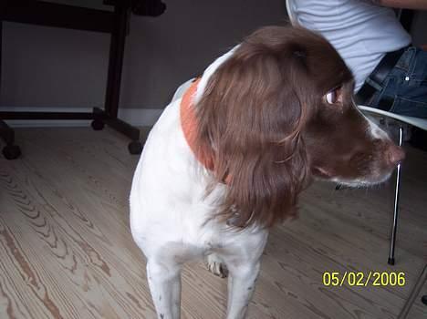 Field Trial spaniel Nickie - Jeg har bambi øjne og det har du ikke :D ? billede 11
