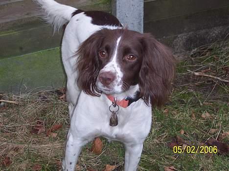 Field Trial spaniel Nickie billede 12