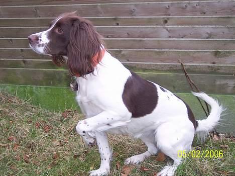Field Trial spaniel Nickie - Har jeg måske ikk sagt at jeg fokusere (: ? billede 13